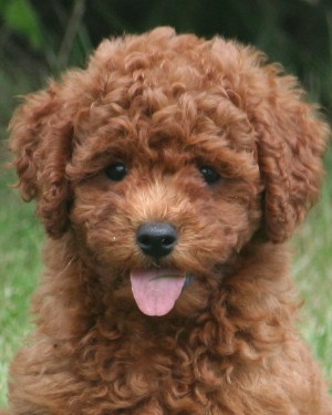 Red toy goldendoodle deals